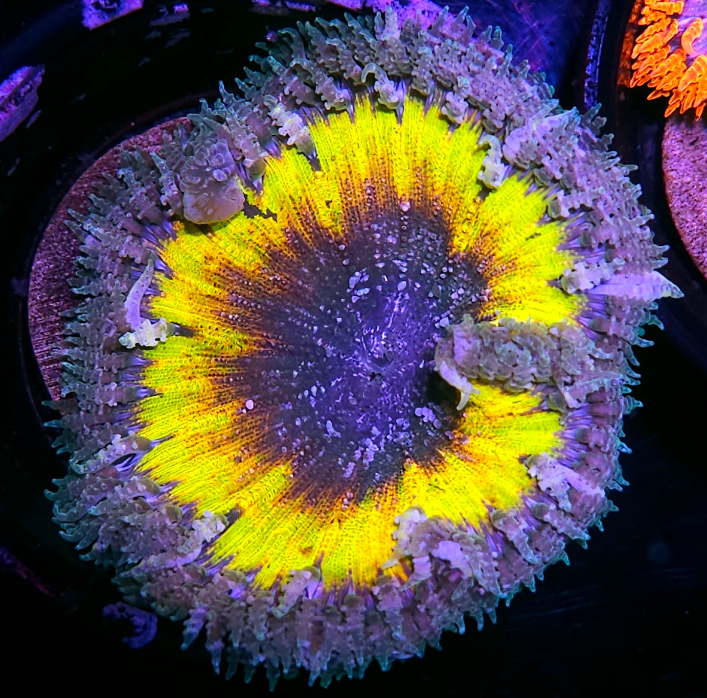 Space Warp 7 Flower Anemone
