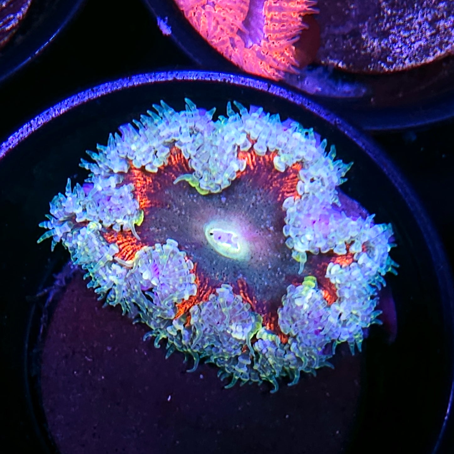 Ominous Orange Flower Anemone