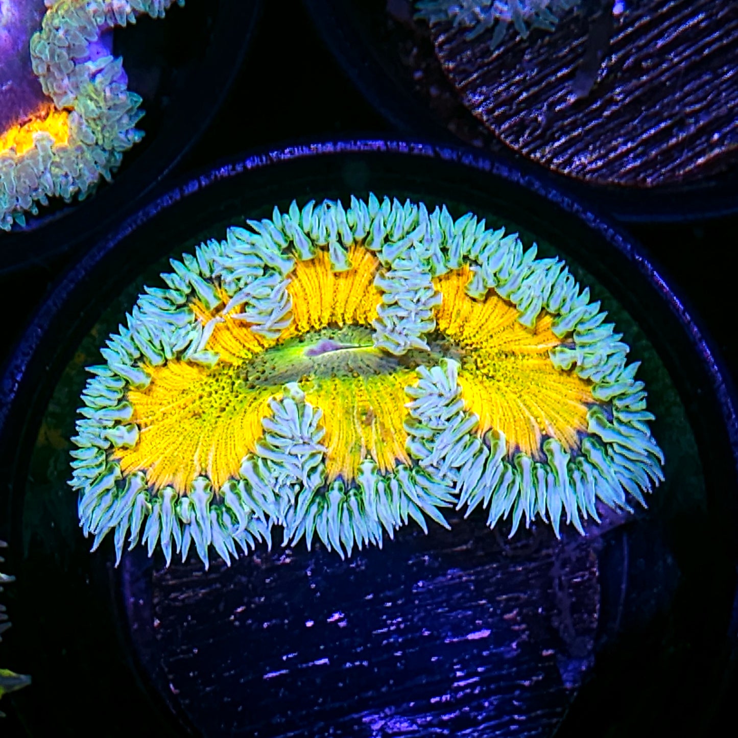Sunny Zebra Flower Anemone
