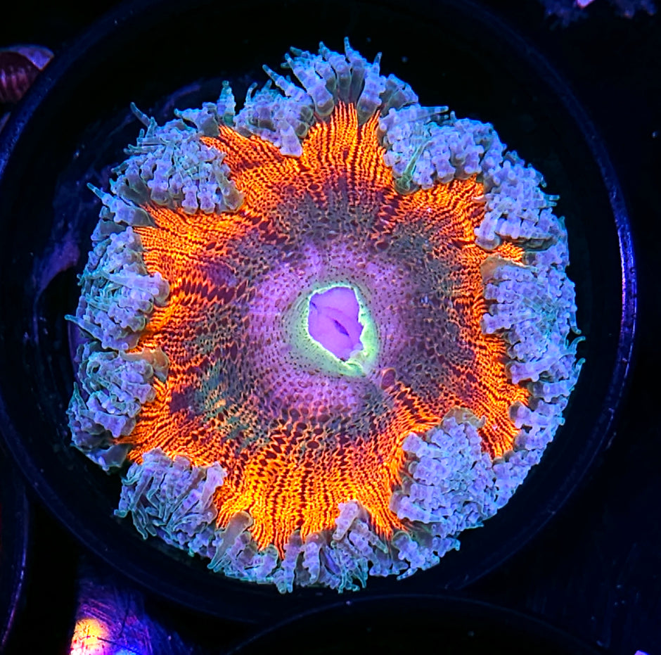 Beast Eye Flower Anemone