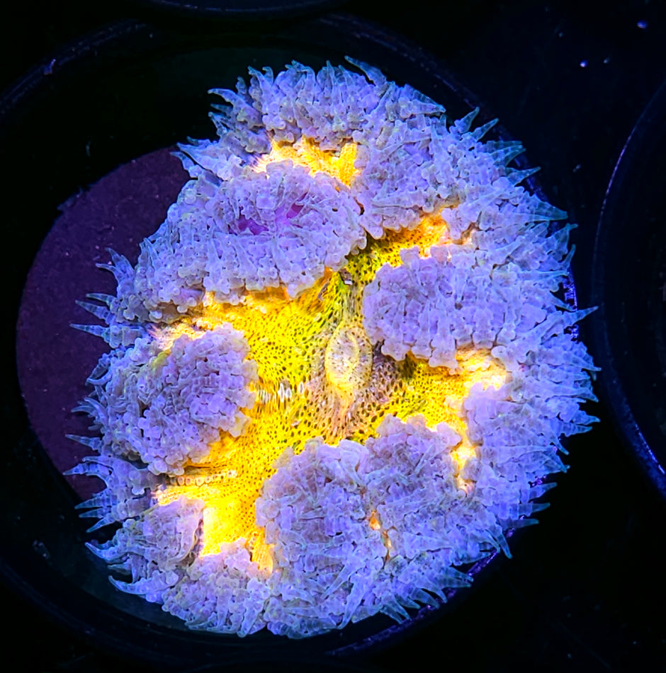 Luminescent Dreams Flower Anemone