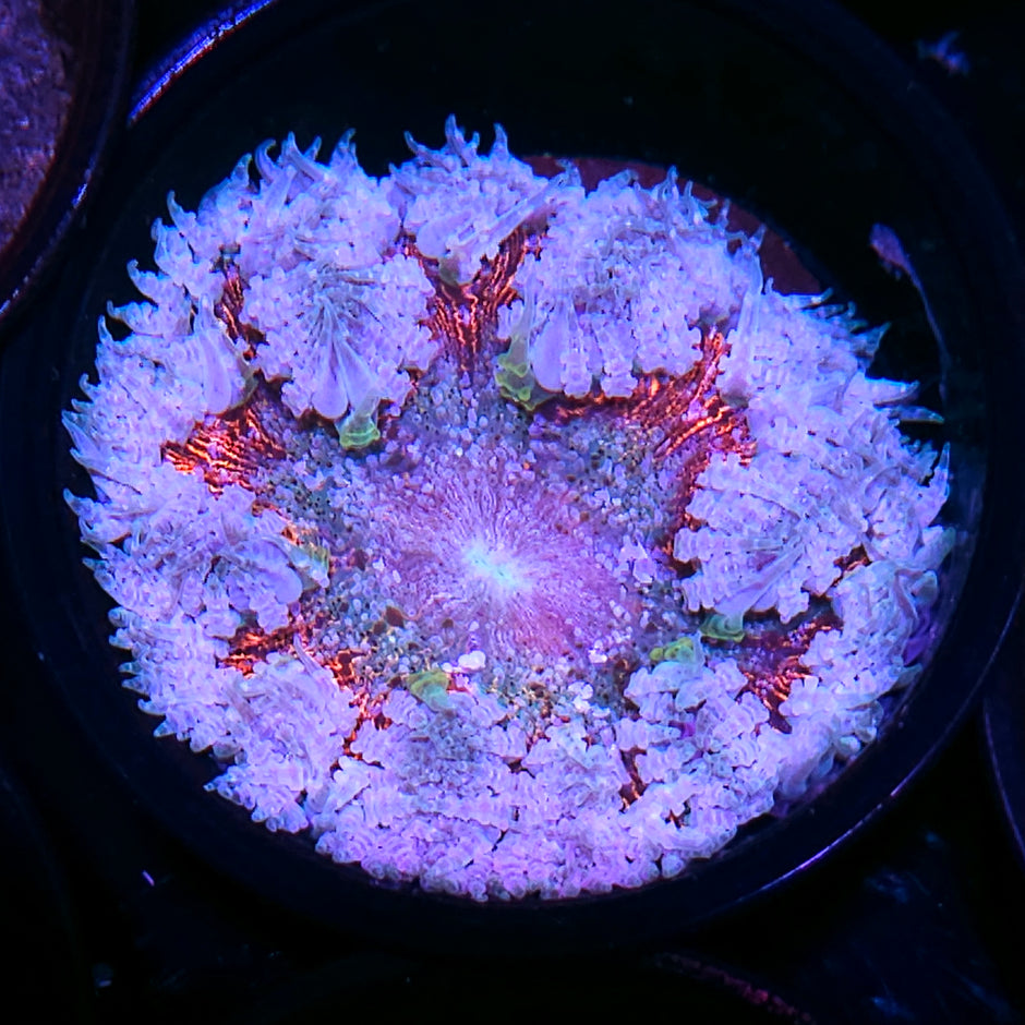 Krampus Flower Anemone