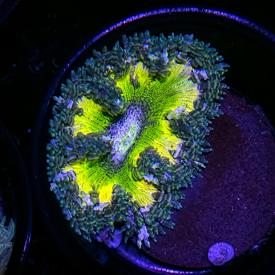 Kiwi Burst Flower Anemone