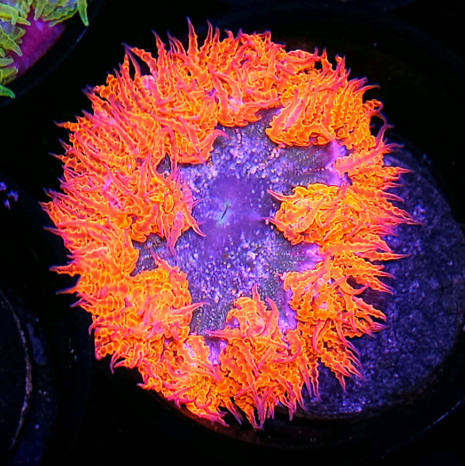 Troll Slayer Flower Anemone