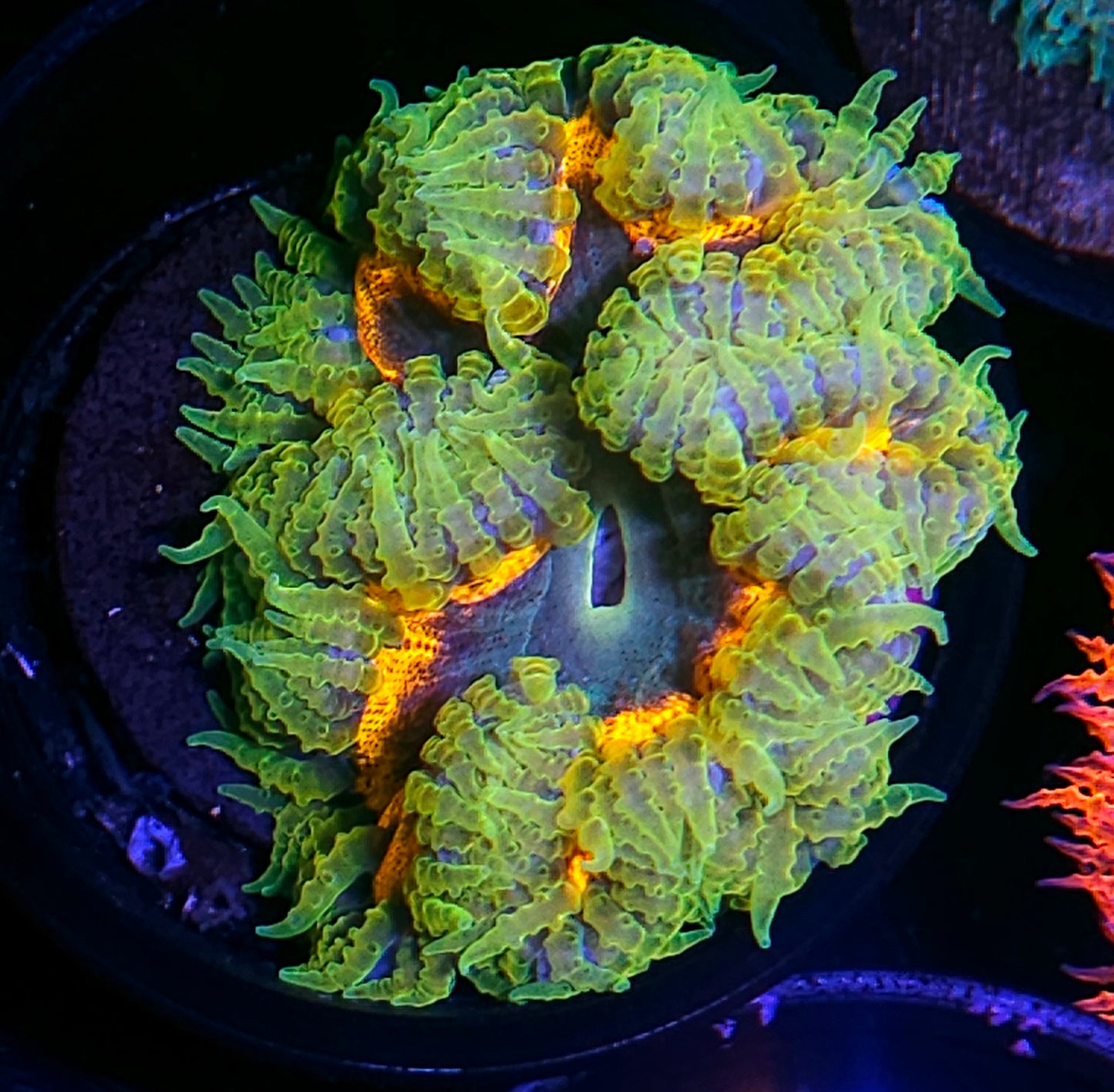 Primal Rage Flower Anemone