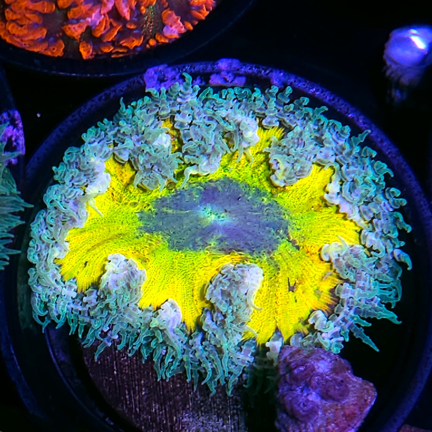 Yellow Rainbow Haze Flower Anemone