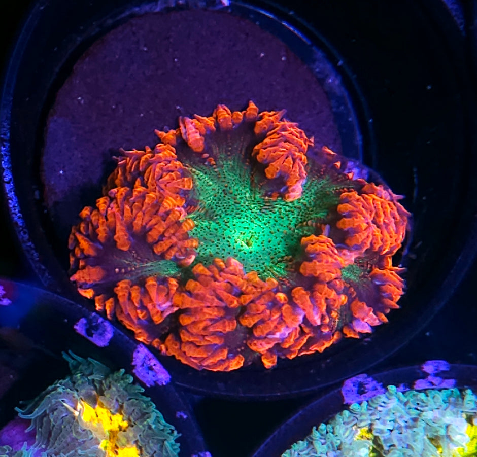Gamma Rays Flower Anemone