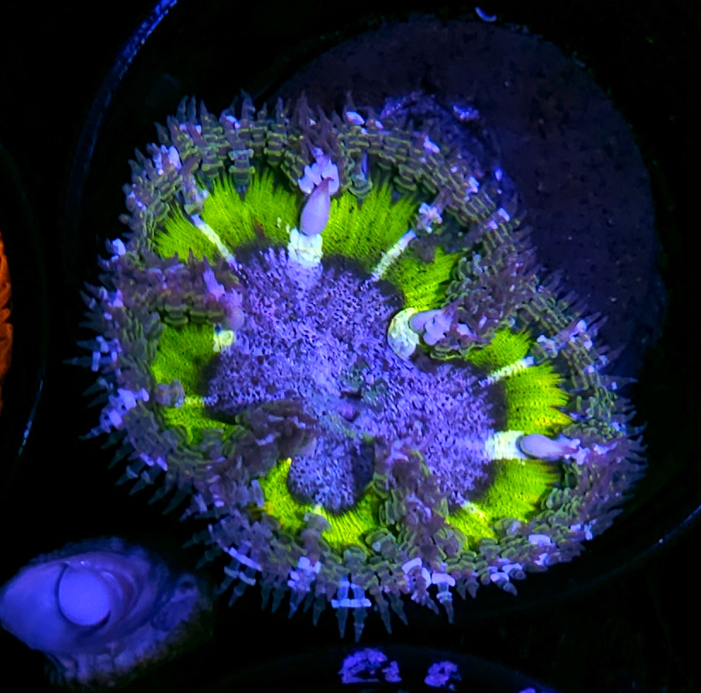 Plasma Frost Flower Anemone