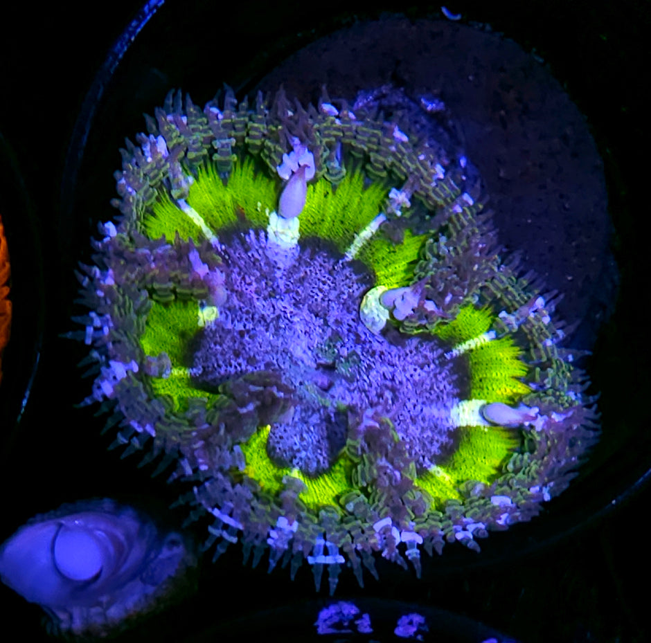 Plasma Frost Flower Anemone