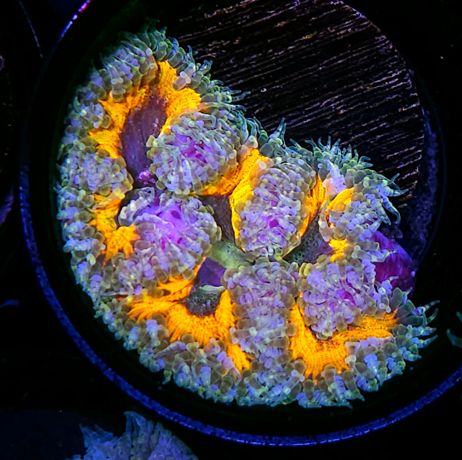After Glow Flower Anemone