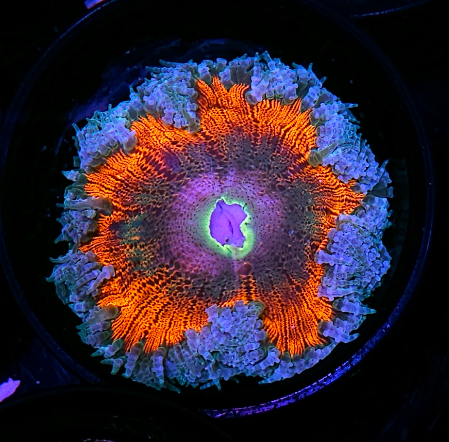 Jet Thruster Flower Anemone