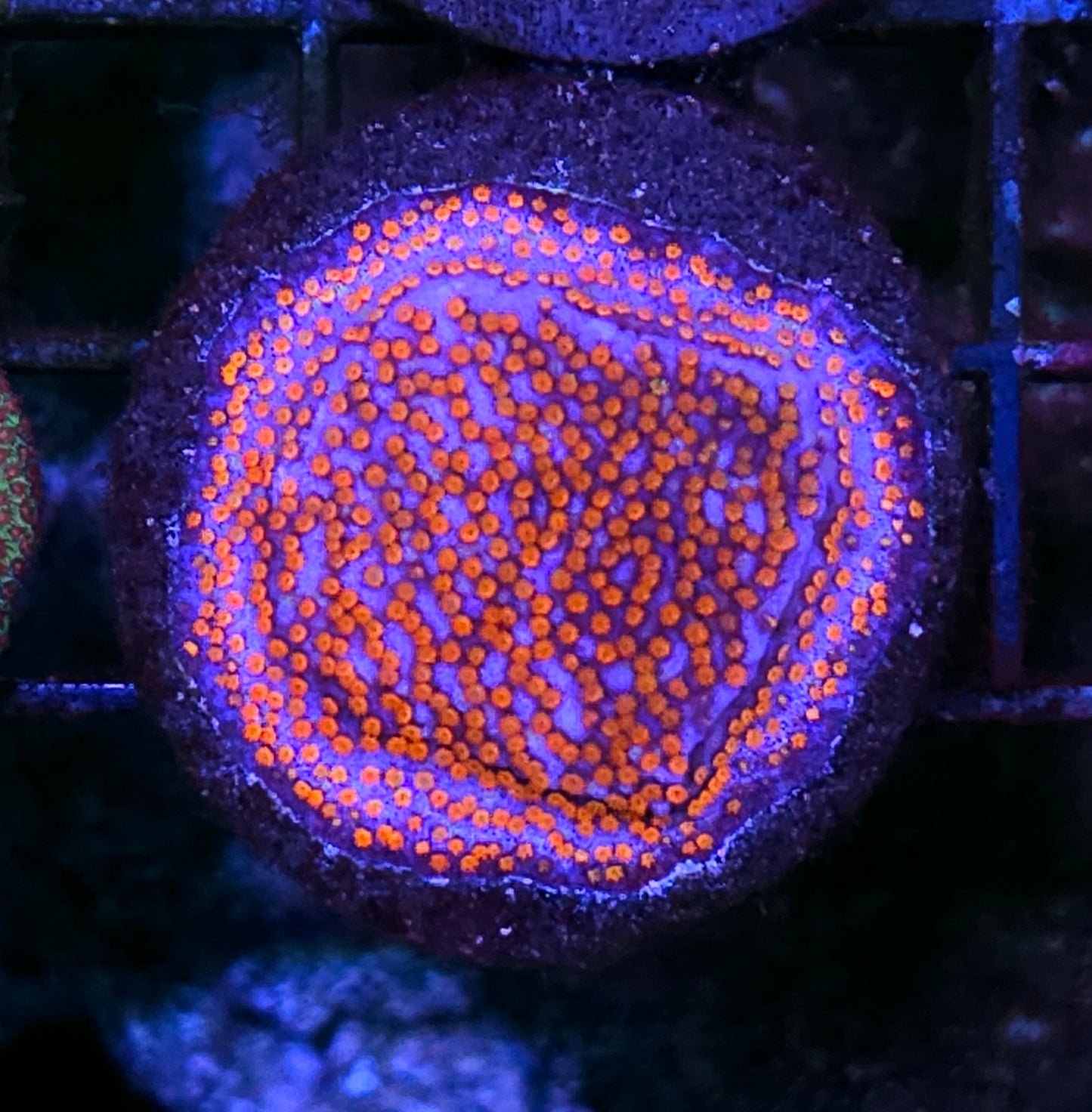 Superman Montipora