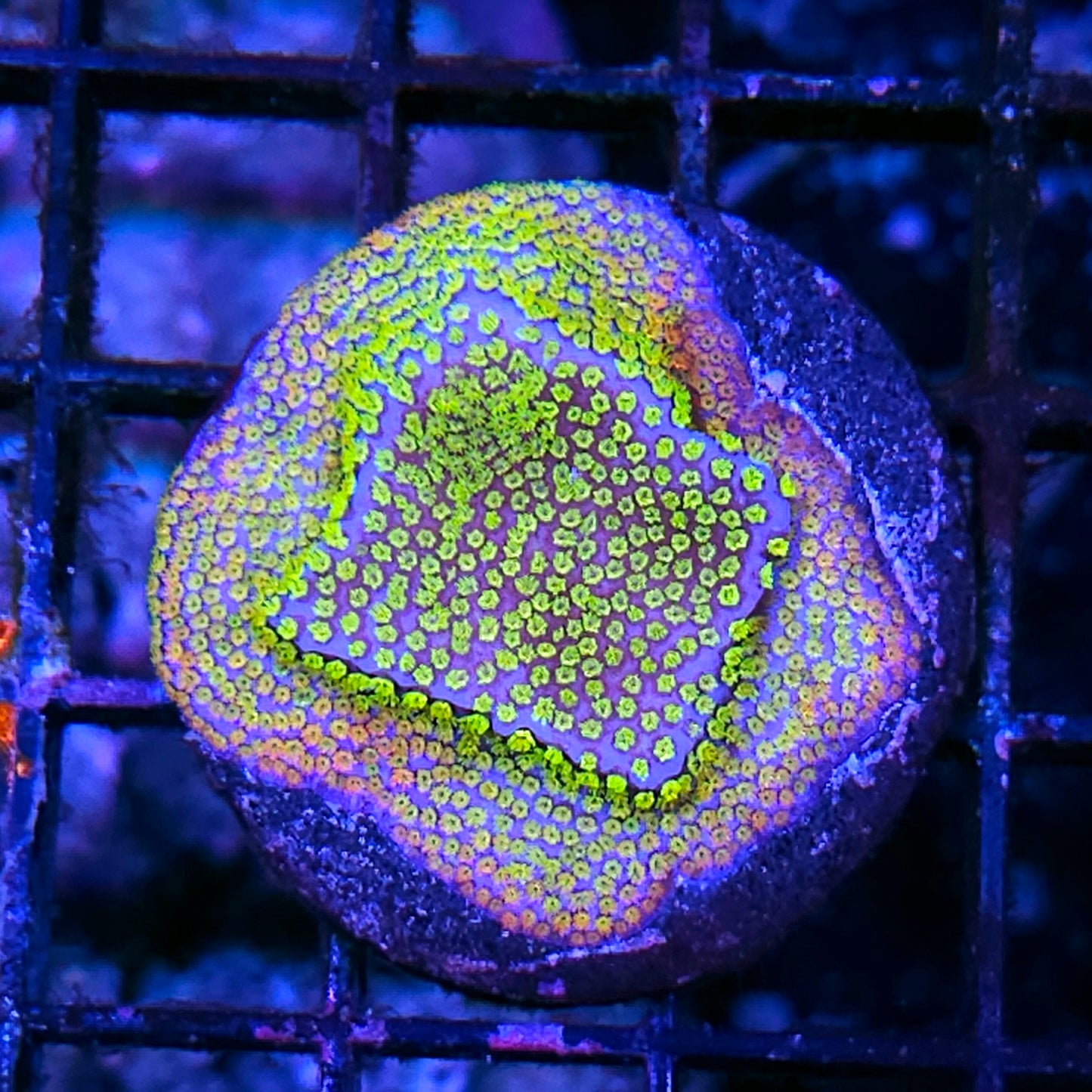 Ghostly Rainbows Montipora