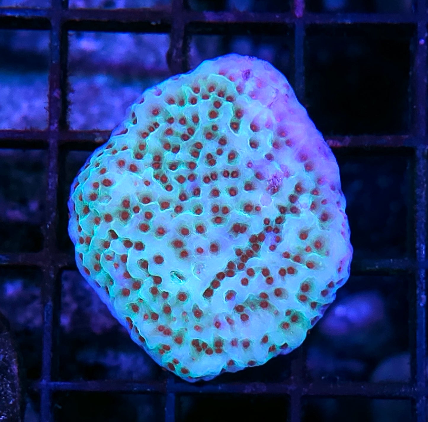Jedi Mind Tricks Montipora
