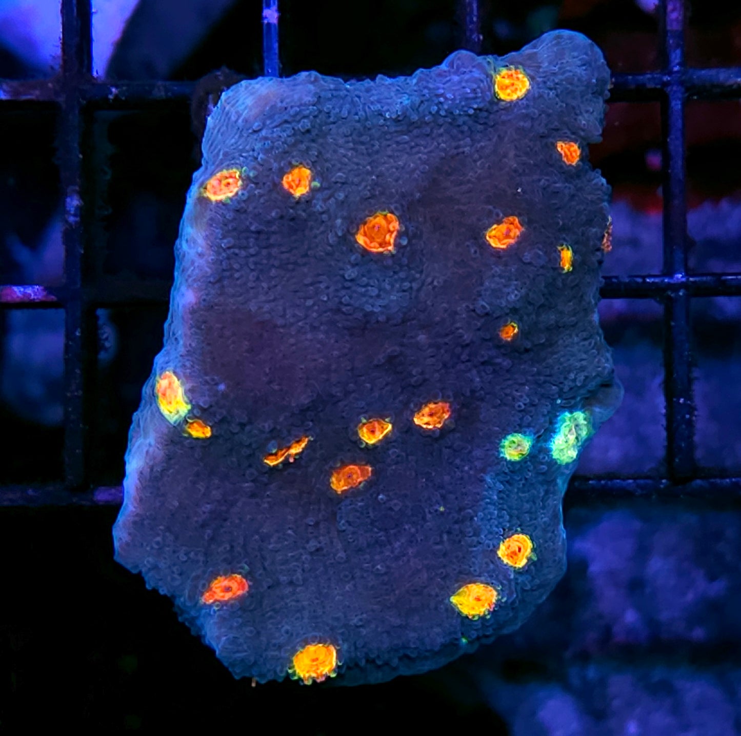 HF Dipping Dots Chalice Colony