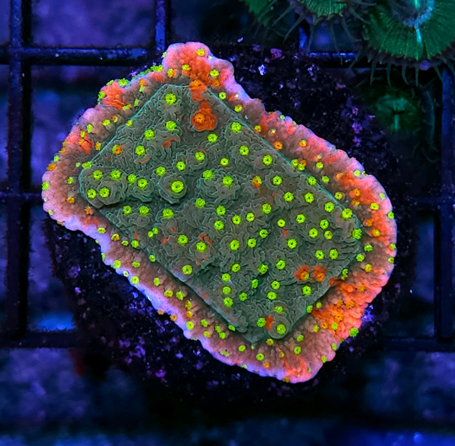HF Insano Grafted Montipora