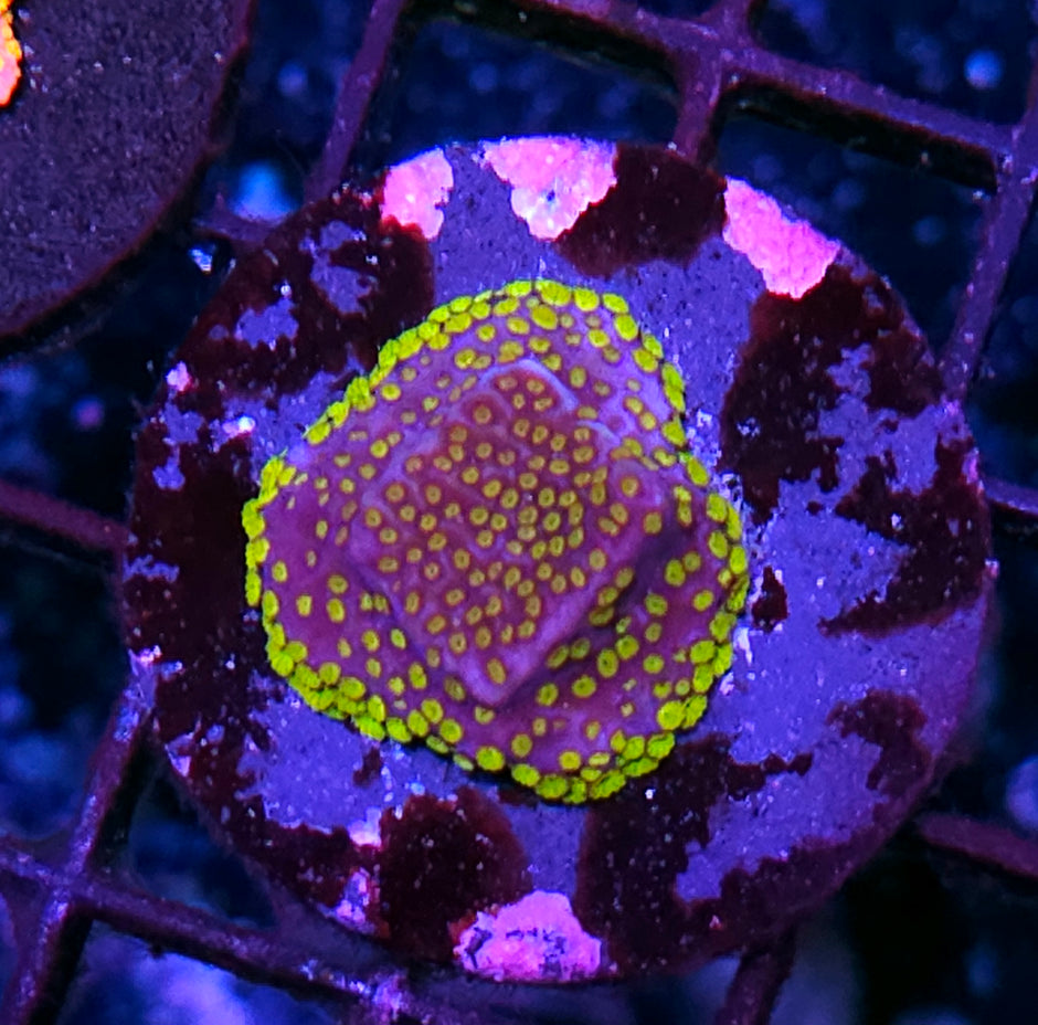 Outter Realms Montipora