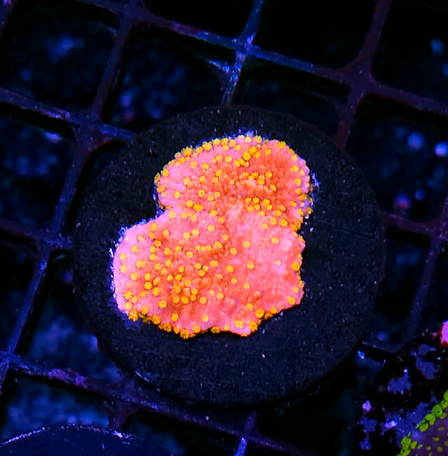 Starburst Montipora