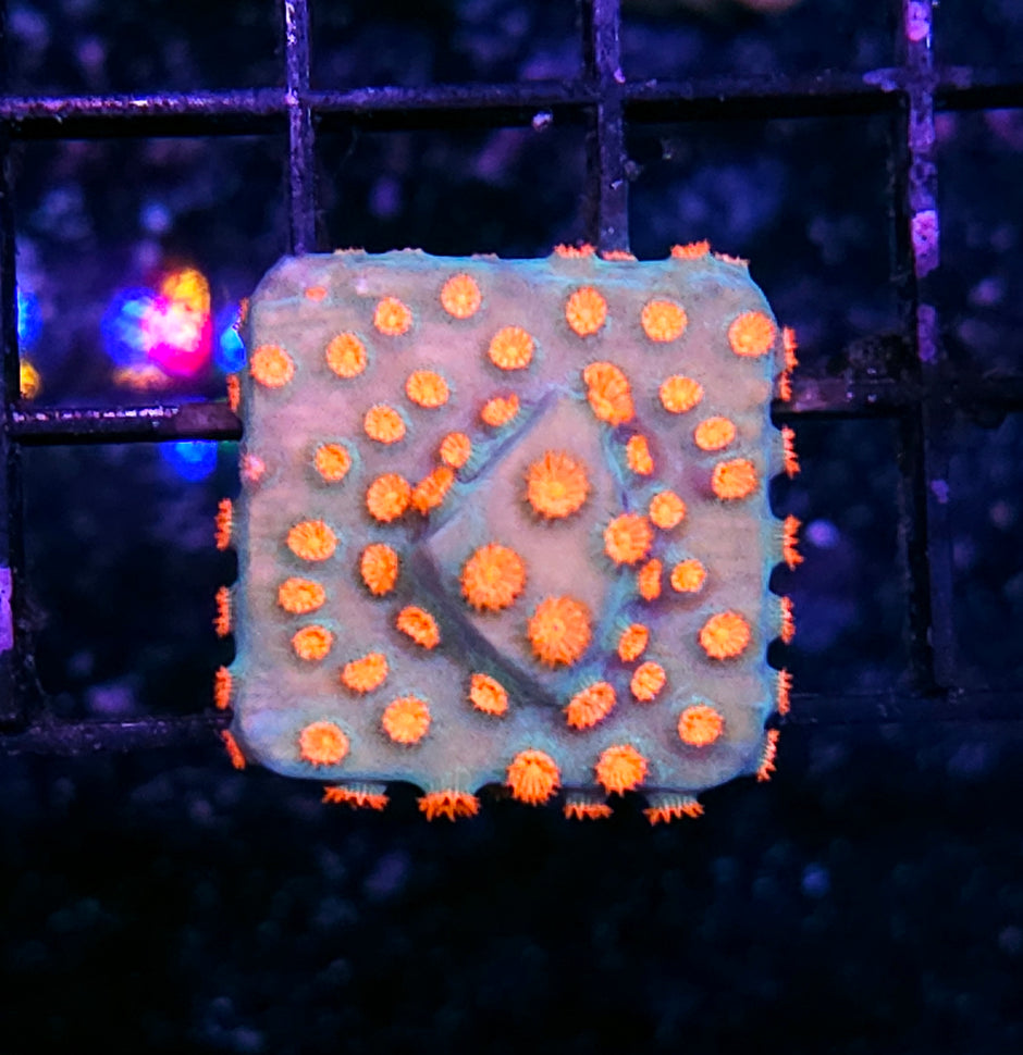 Haleys Comet Cyphastrea
