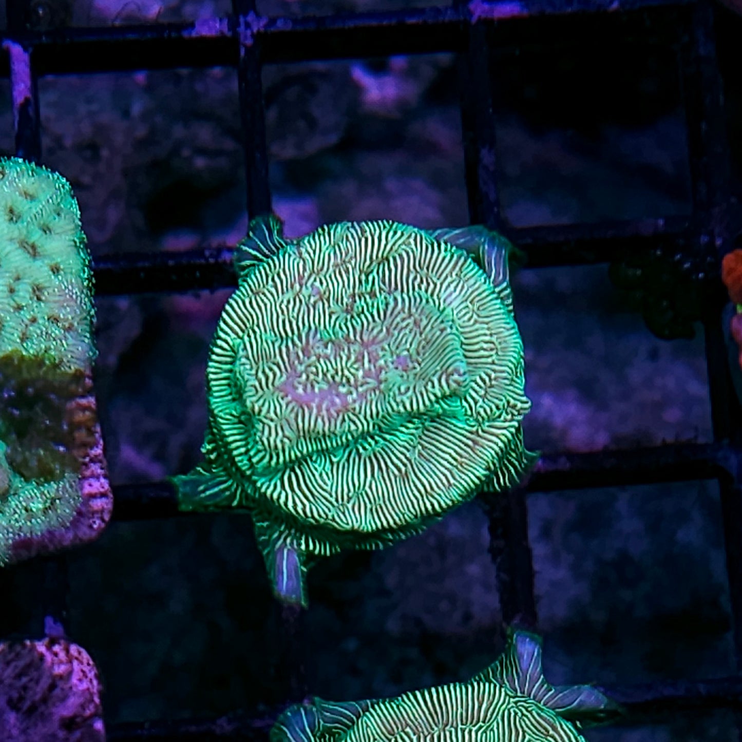 Neon Green Leptosersis