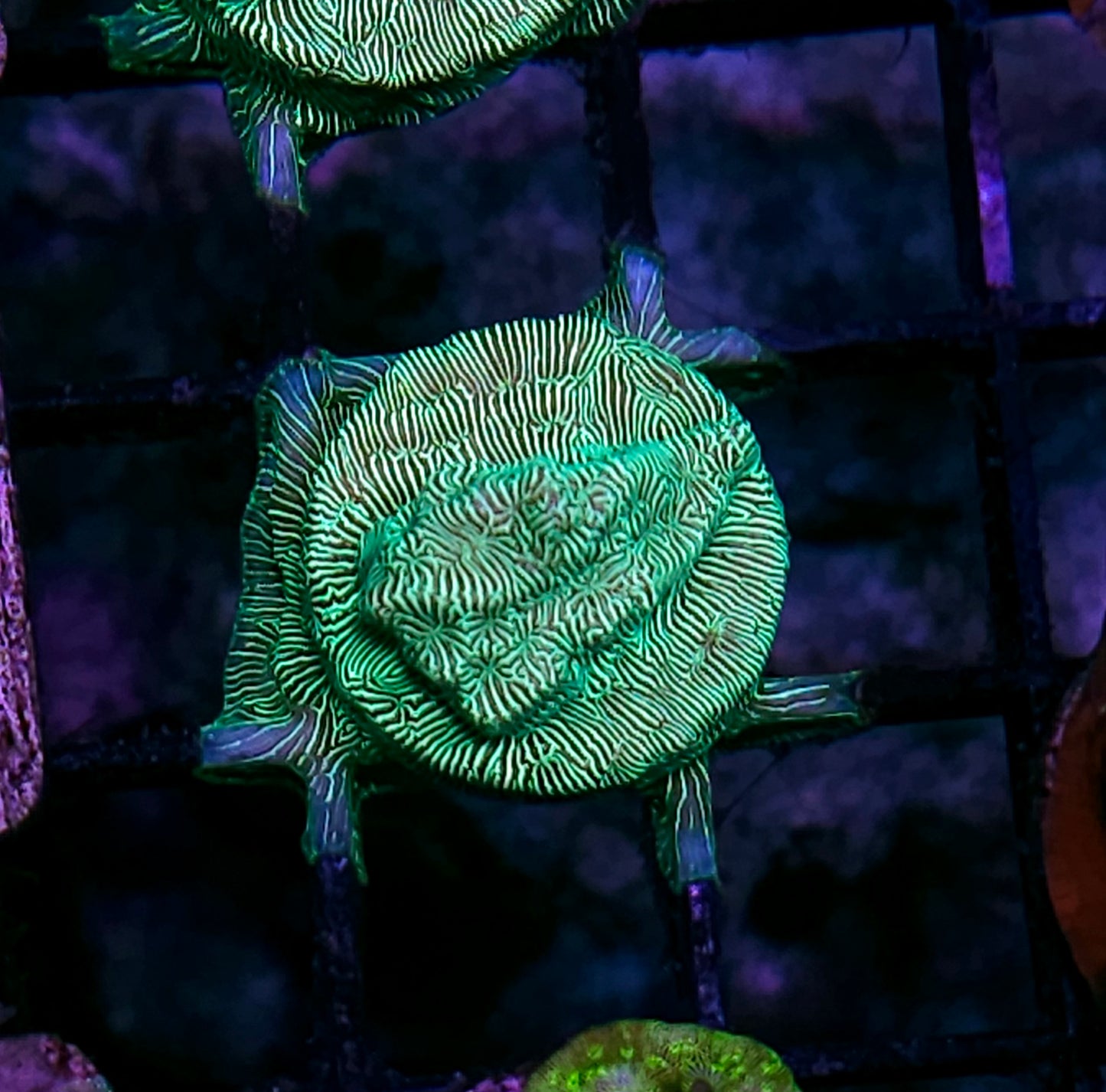 Neon Green Leptosersis