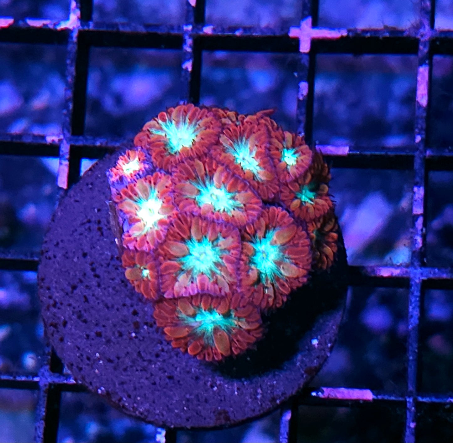 Hyper Nova Blasto