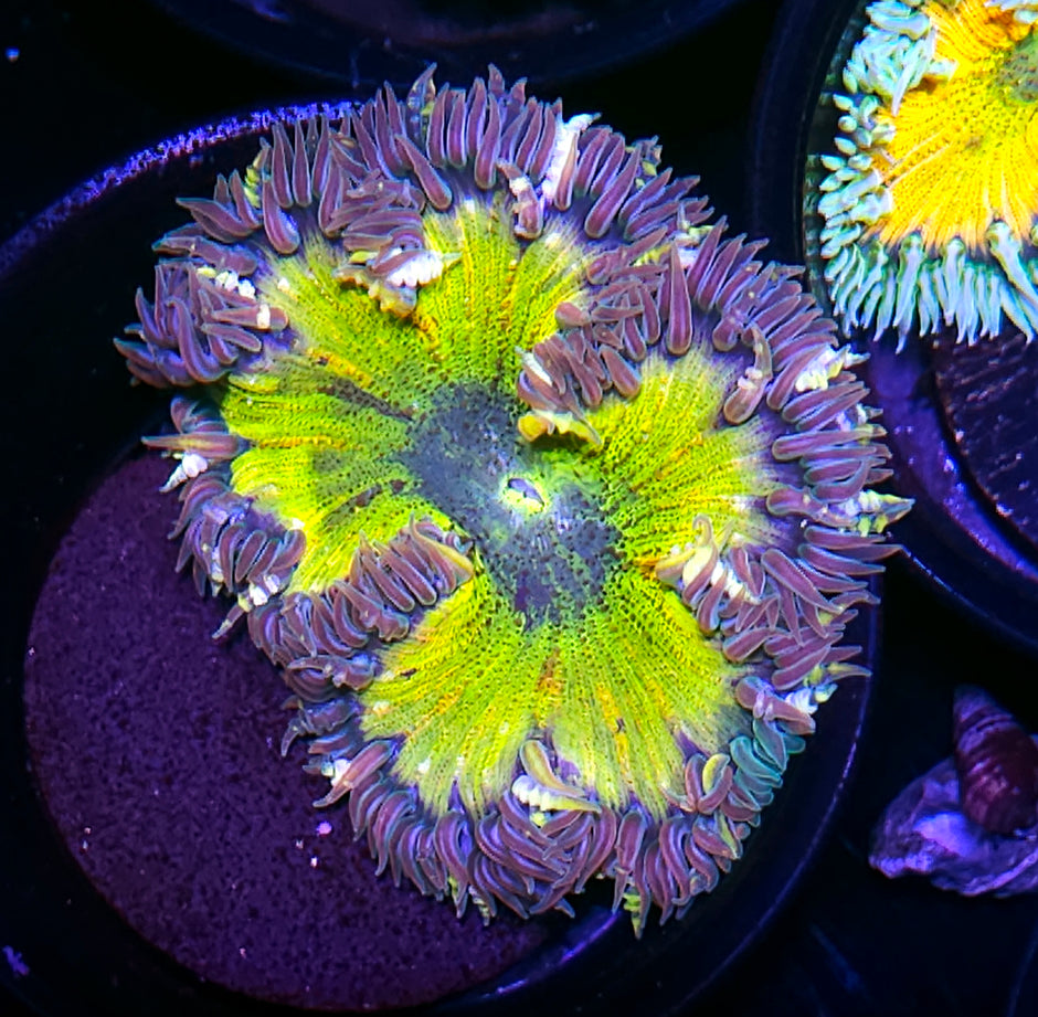 Weird Few Finger Graft Flower Anemone