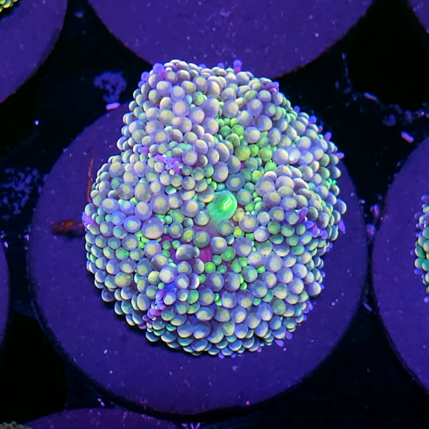 Alien Heart Ricordea