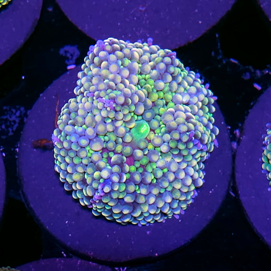 Alien Heart Ricordea