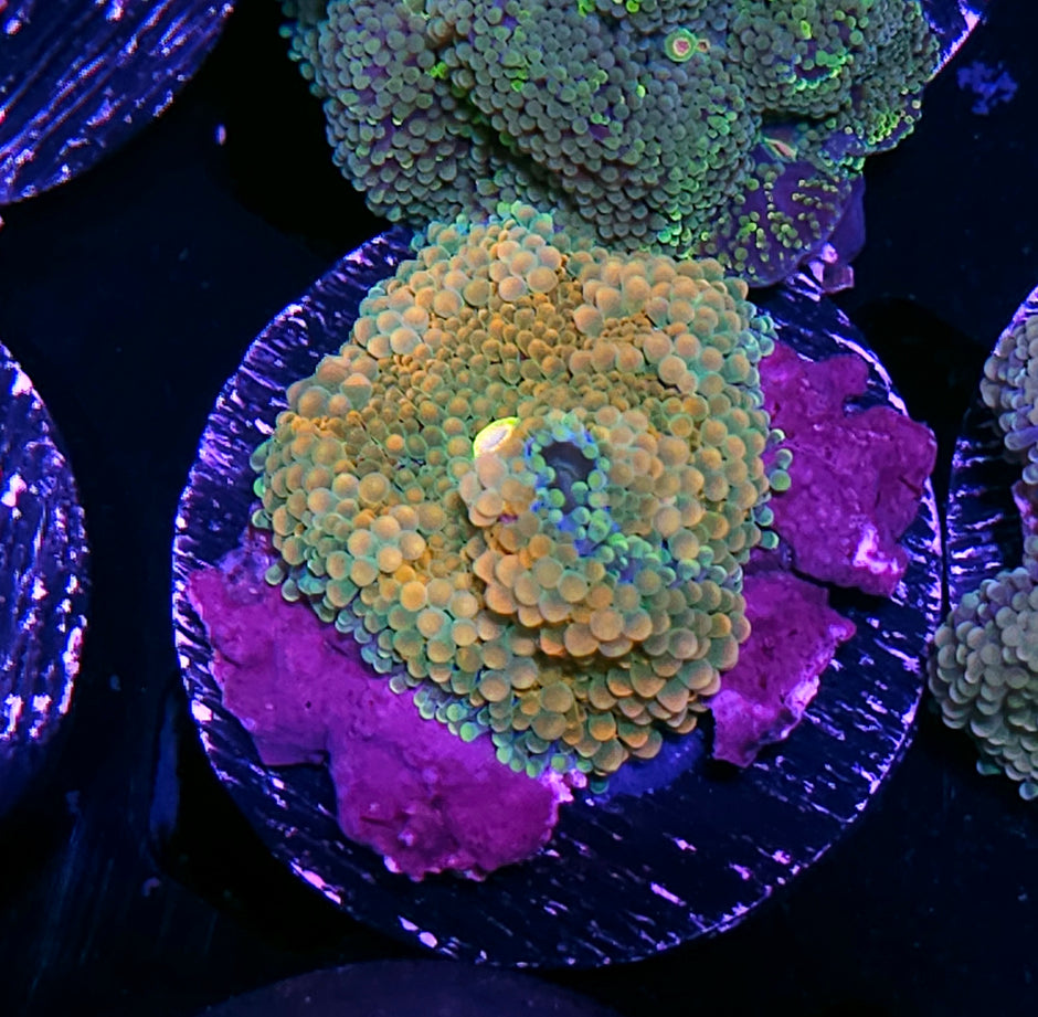Valencia Ricordea