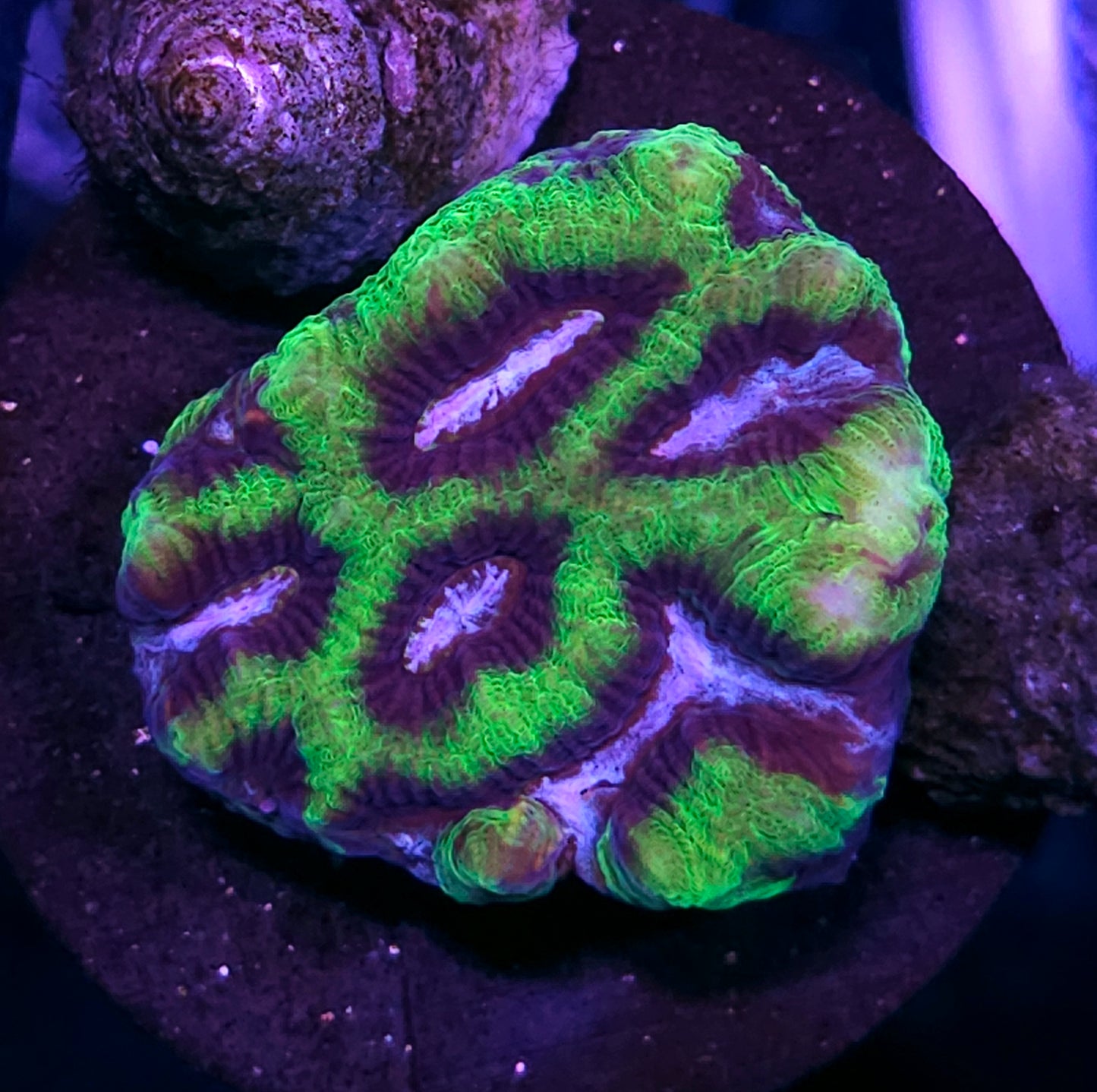 Yoshi Platygyra
