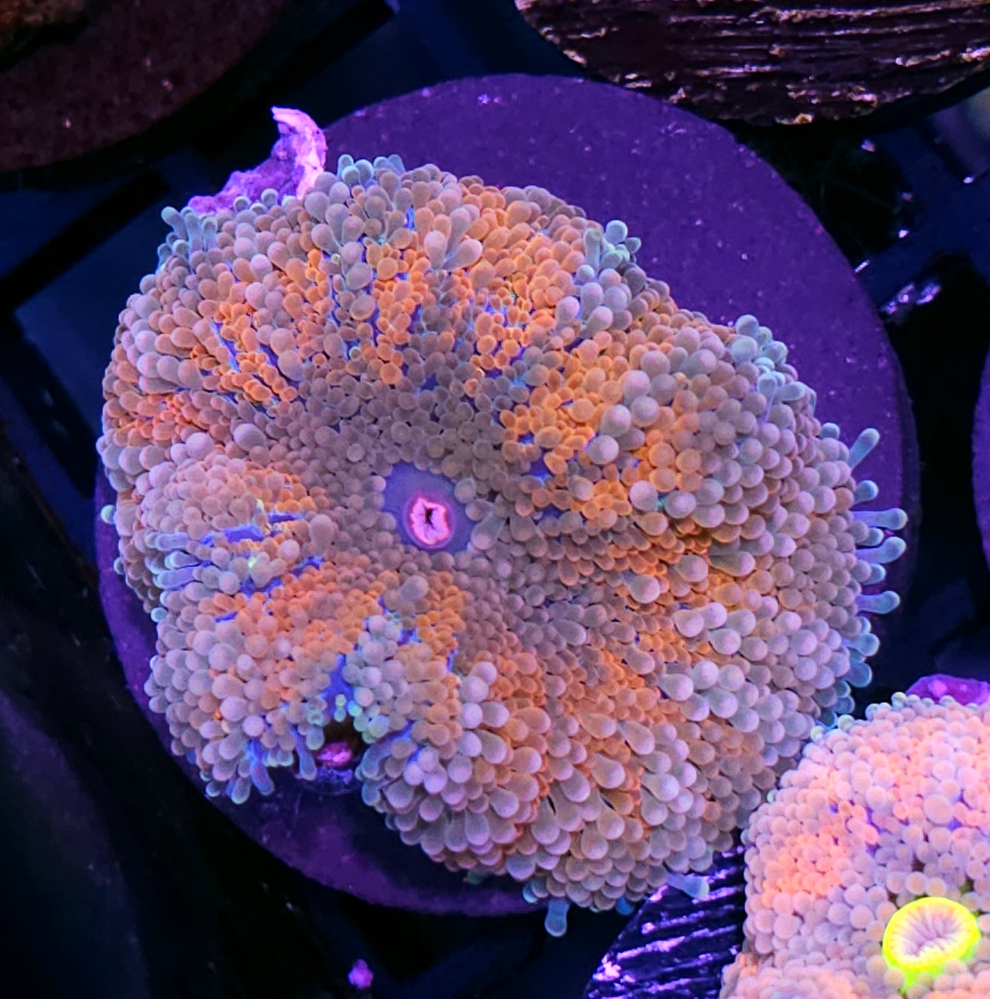 Orange Creamsicle Ricordea