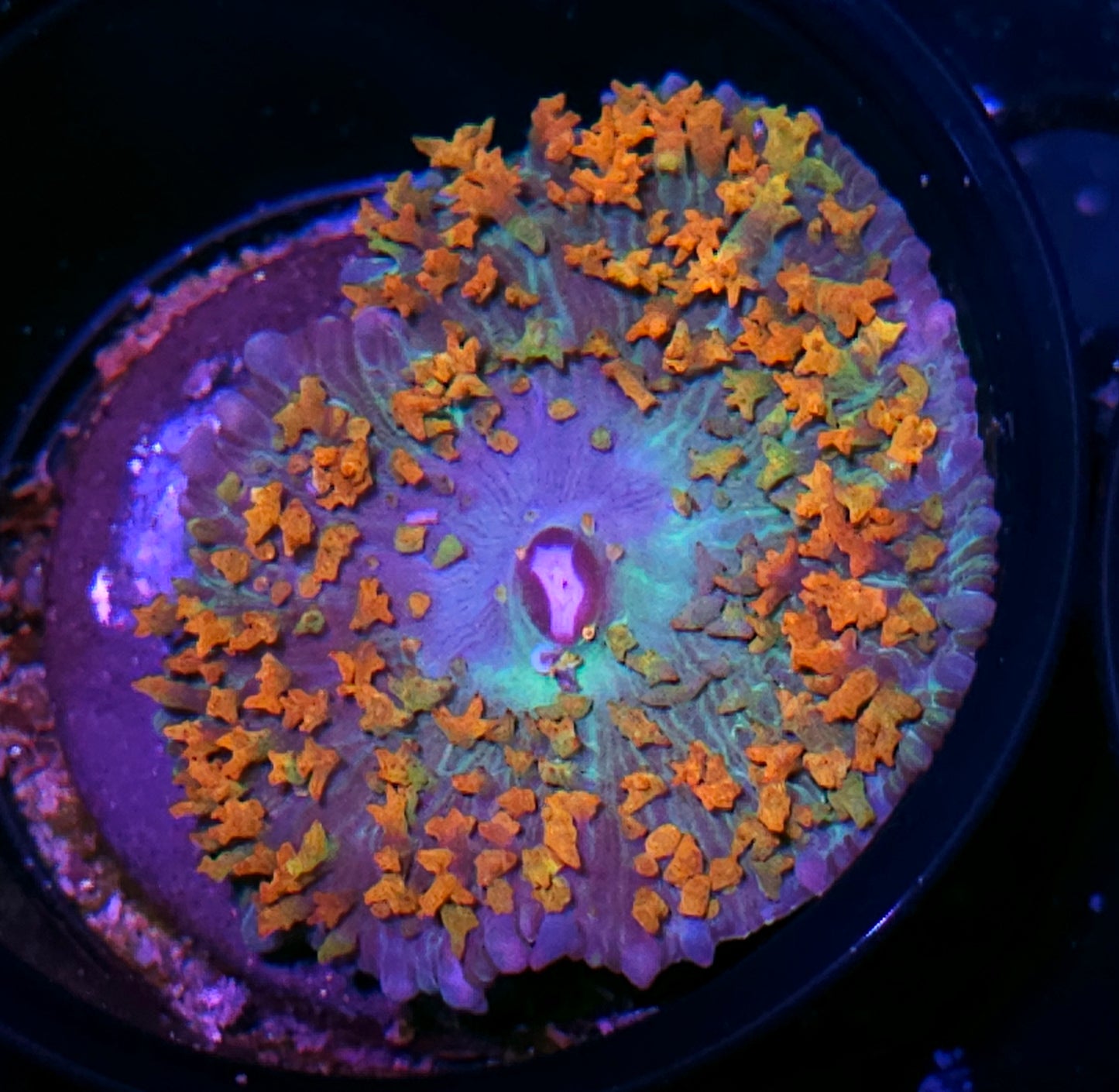 Fantasia St Thomas Mushroom