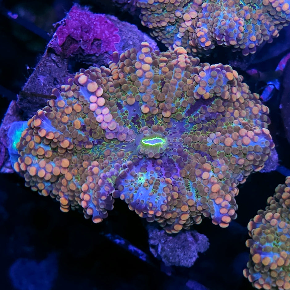 3" Candyland Bounce Yuma