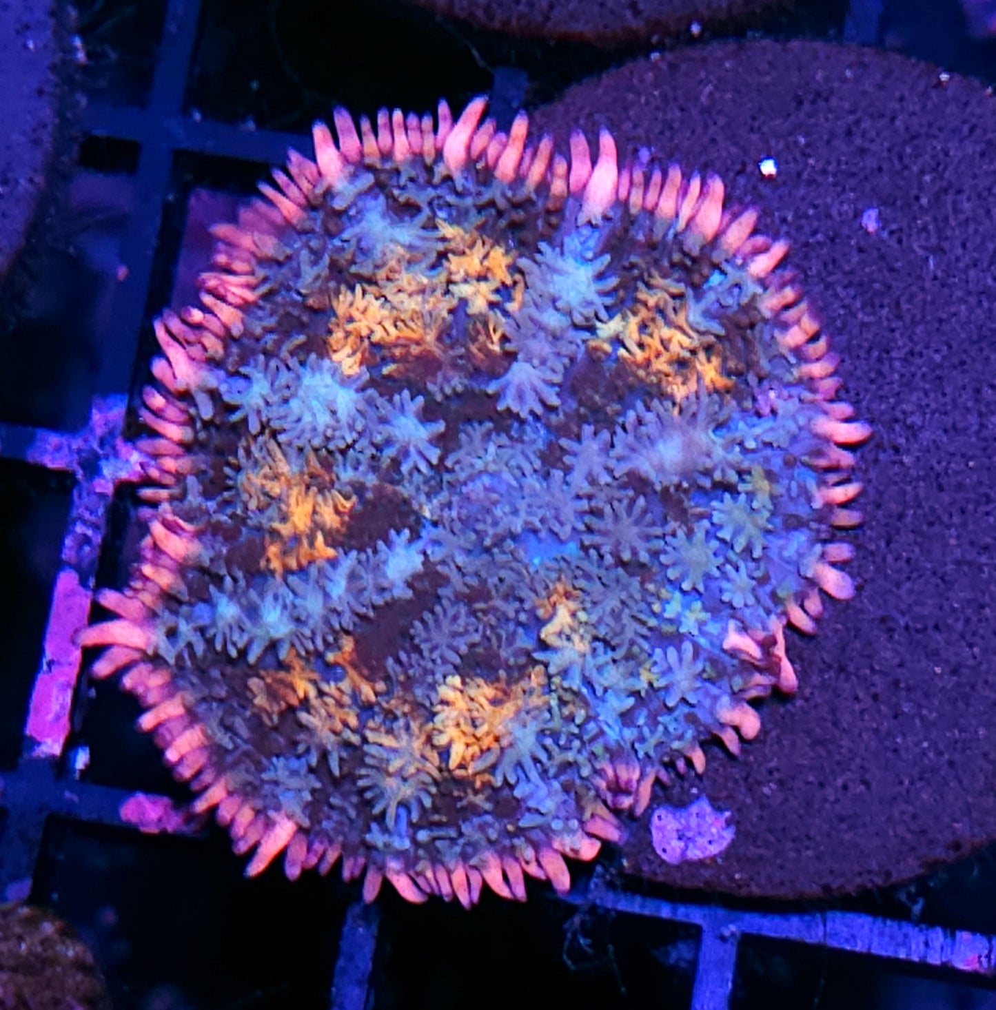 Frankenstein Bounce Mushroom