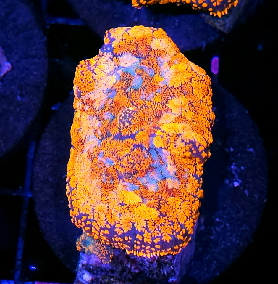HF Pyro Patchwork Mushroom