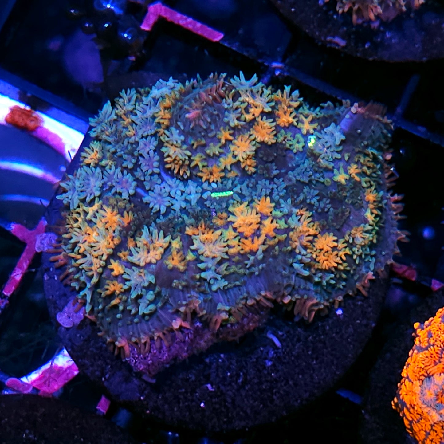 2" HF Voltron Pom Pom Mushroom RARE