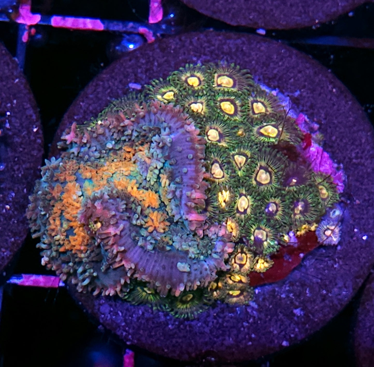 Voltron Pom Pom Mushroom with Azzkrak Zoas