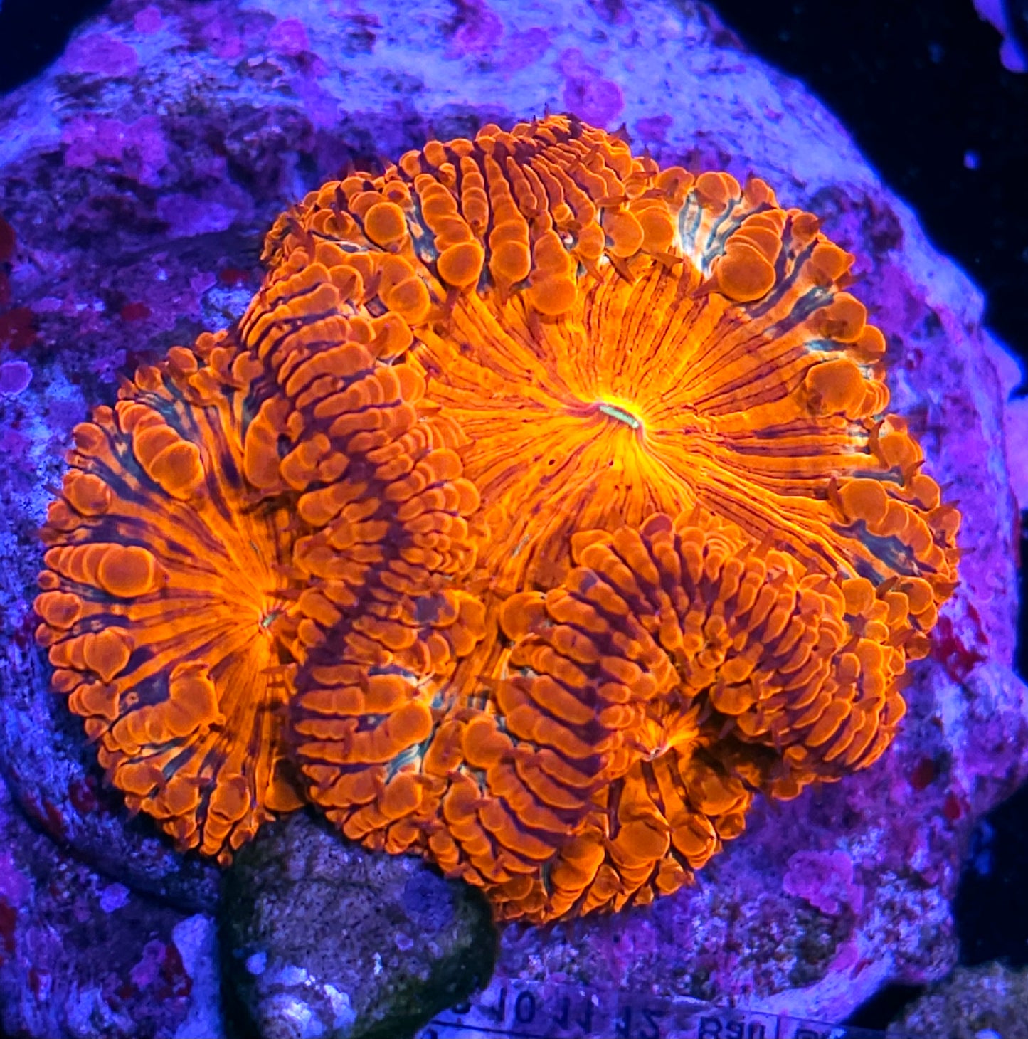 Pennywise Indonesian Blasto