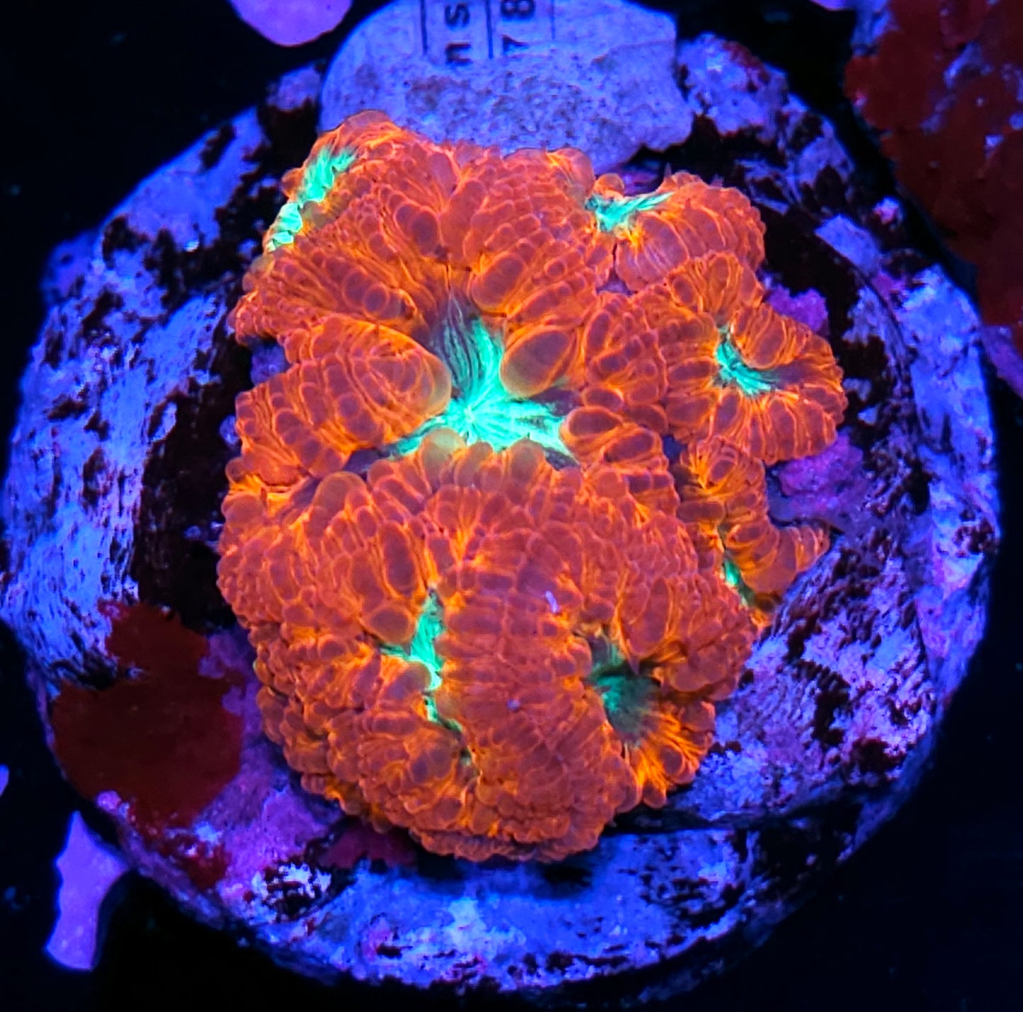 Poison Inferno Indonesian Blasto Colony