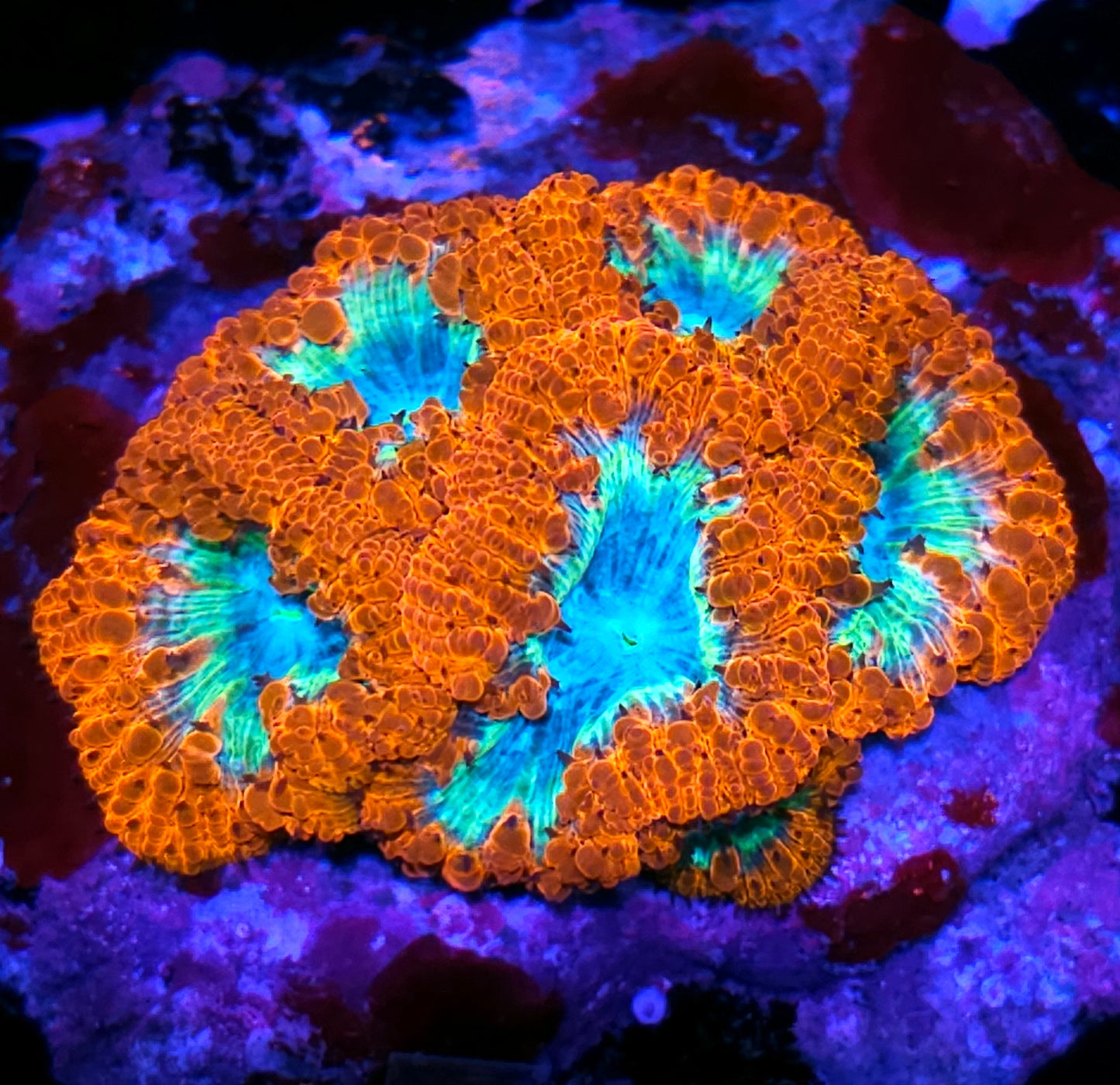Afterburner Indonesian Blasto Colony