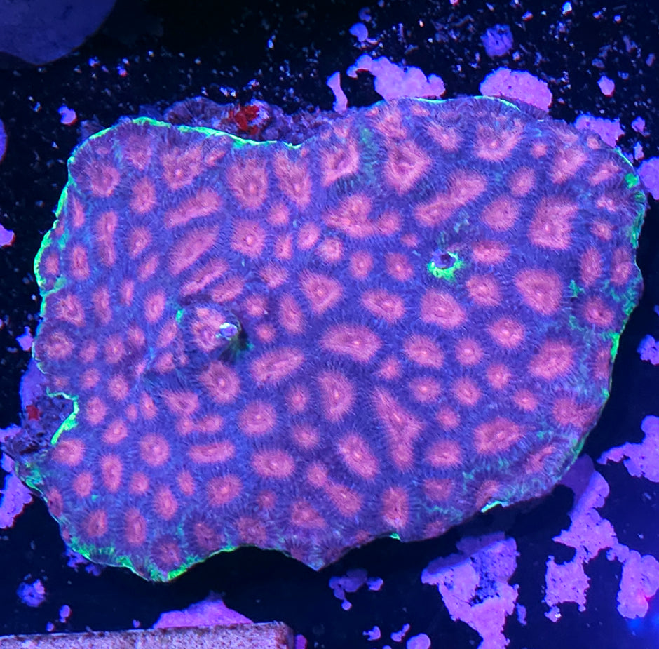 6" Candy Paint Favia Colony INSANITY