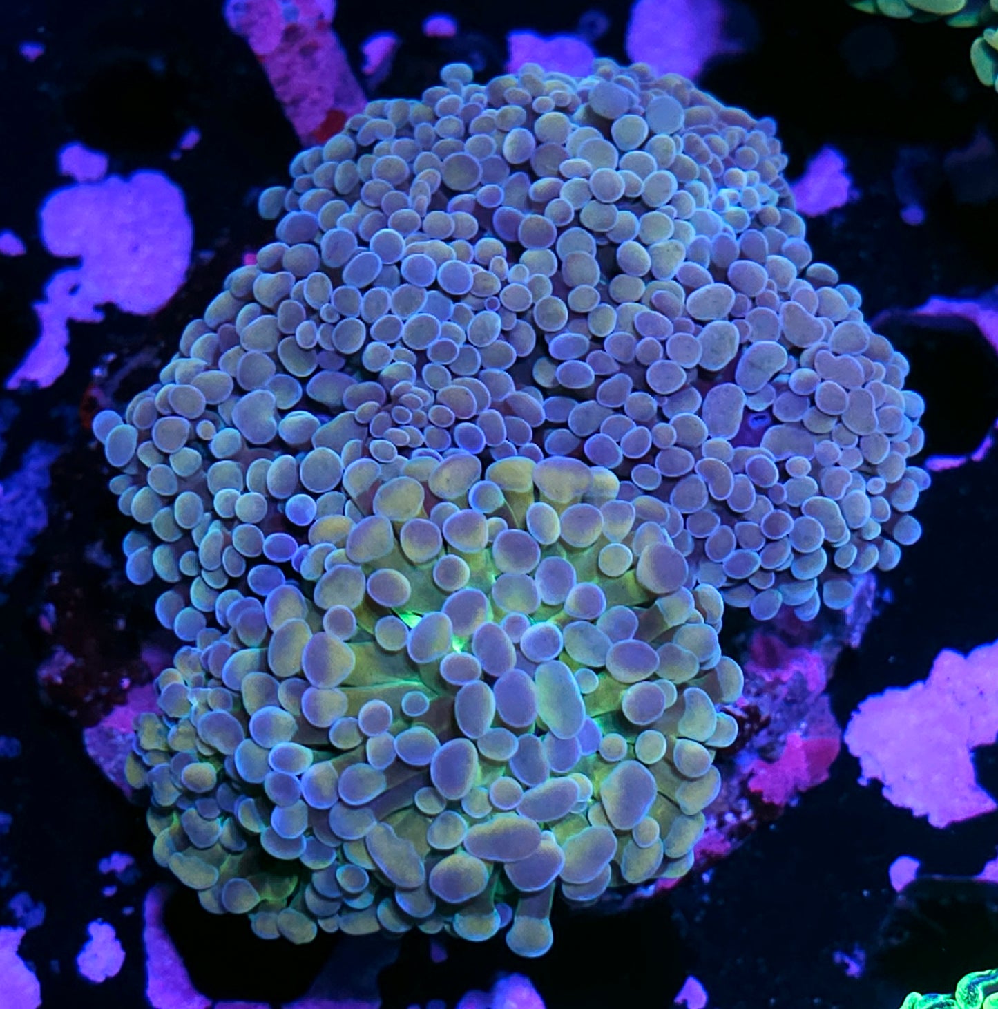 Approx 6-7 Head Rainbow Hologram Graft Mix Branching Hammer Colony