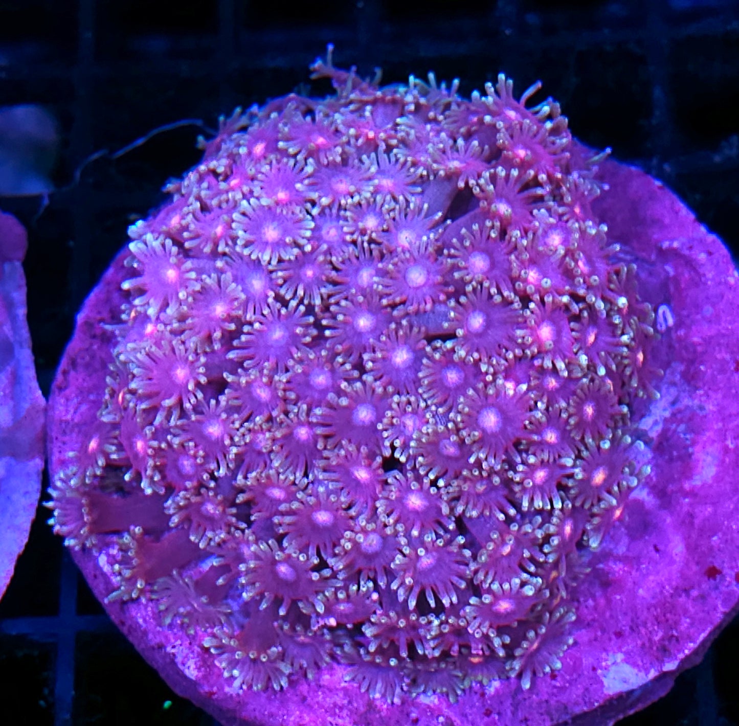 Phantasm Goniopora Colony