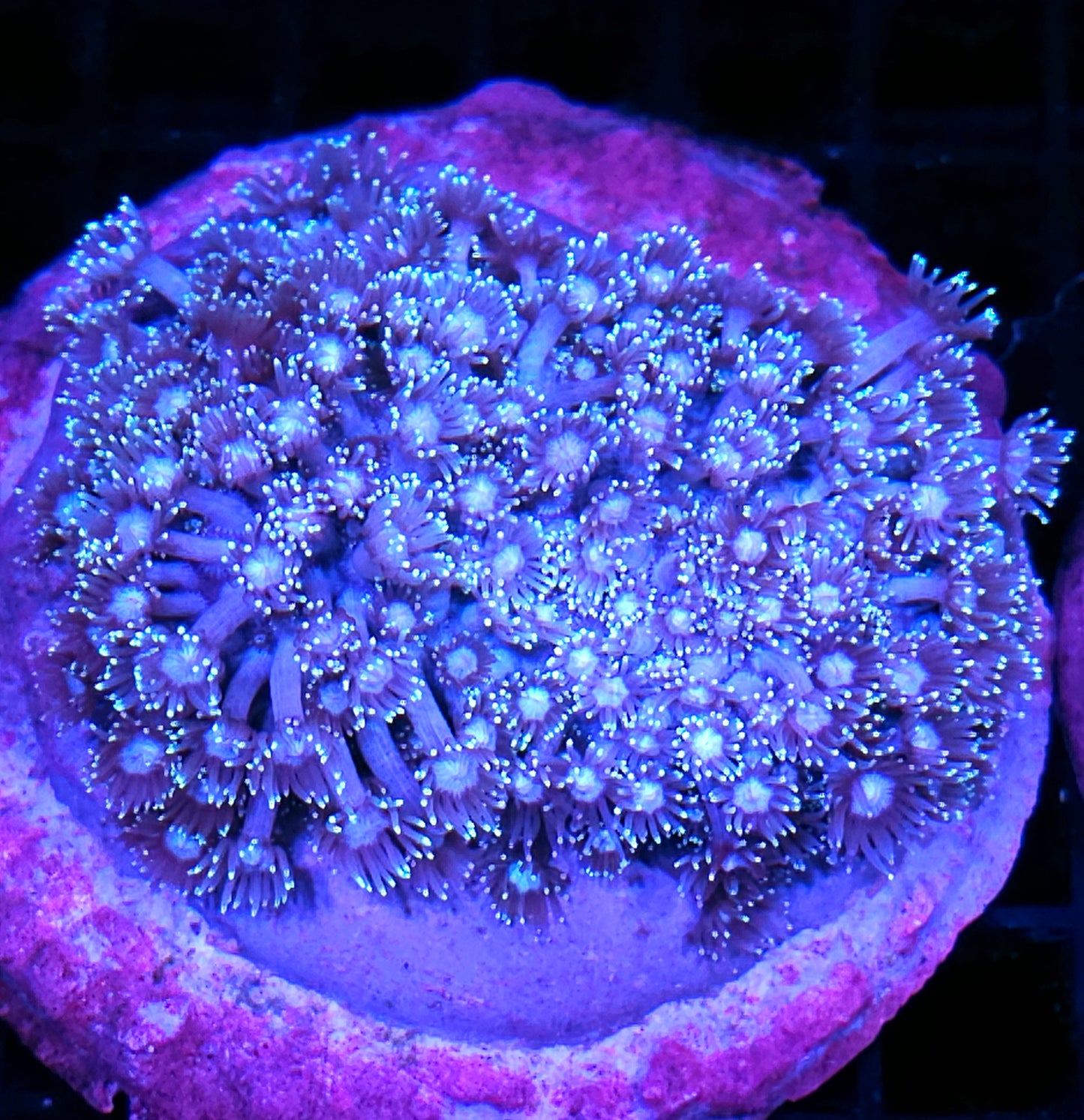 4-5" Epic Silver Surfer Goniopora Colony