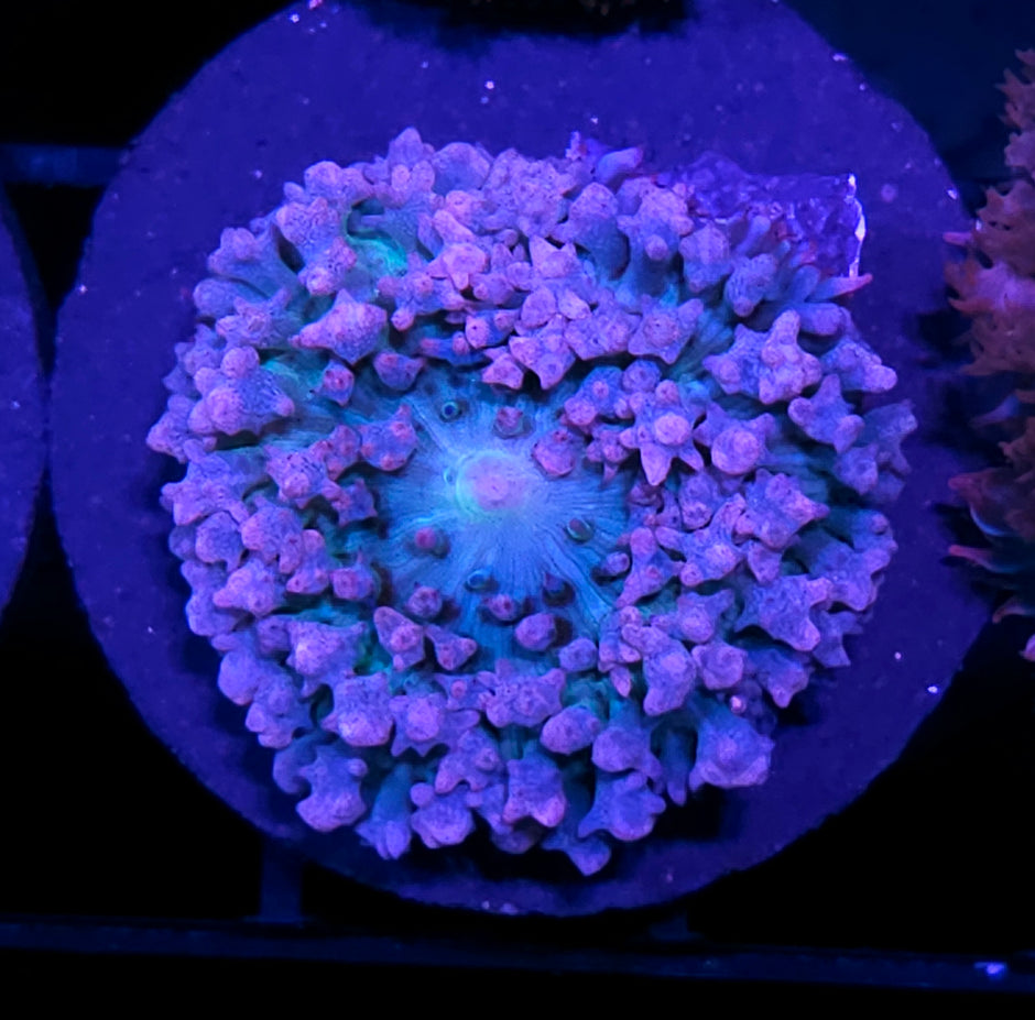 Lil Blue Bitch St Thomas Mushroom 🤫