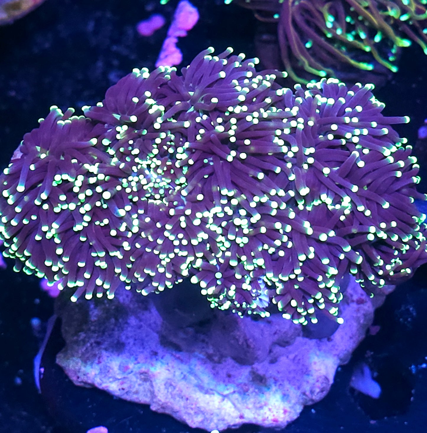 Approx 7-8 Head Grim Reaper Torch Colony