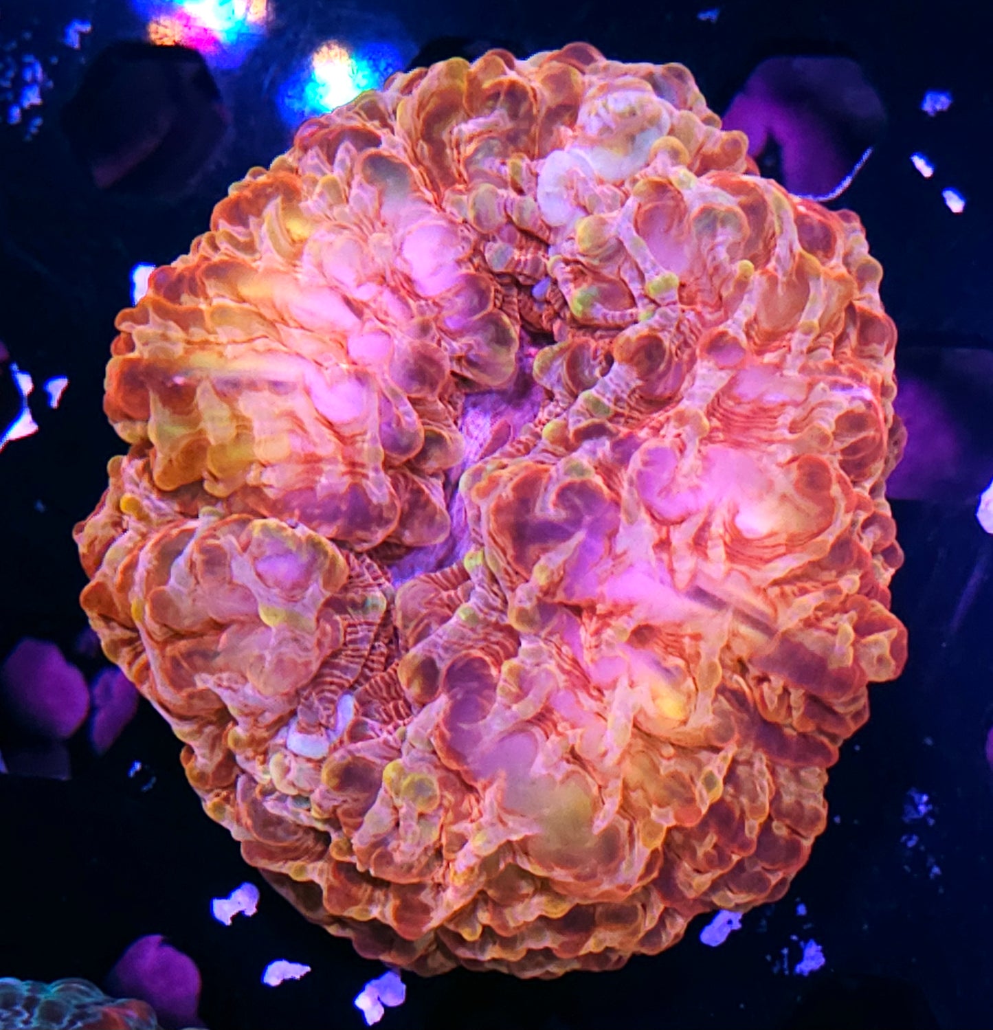 OOAK Burning Incineration Indophyllia