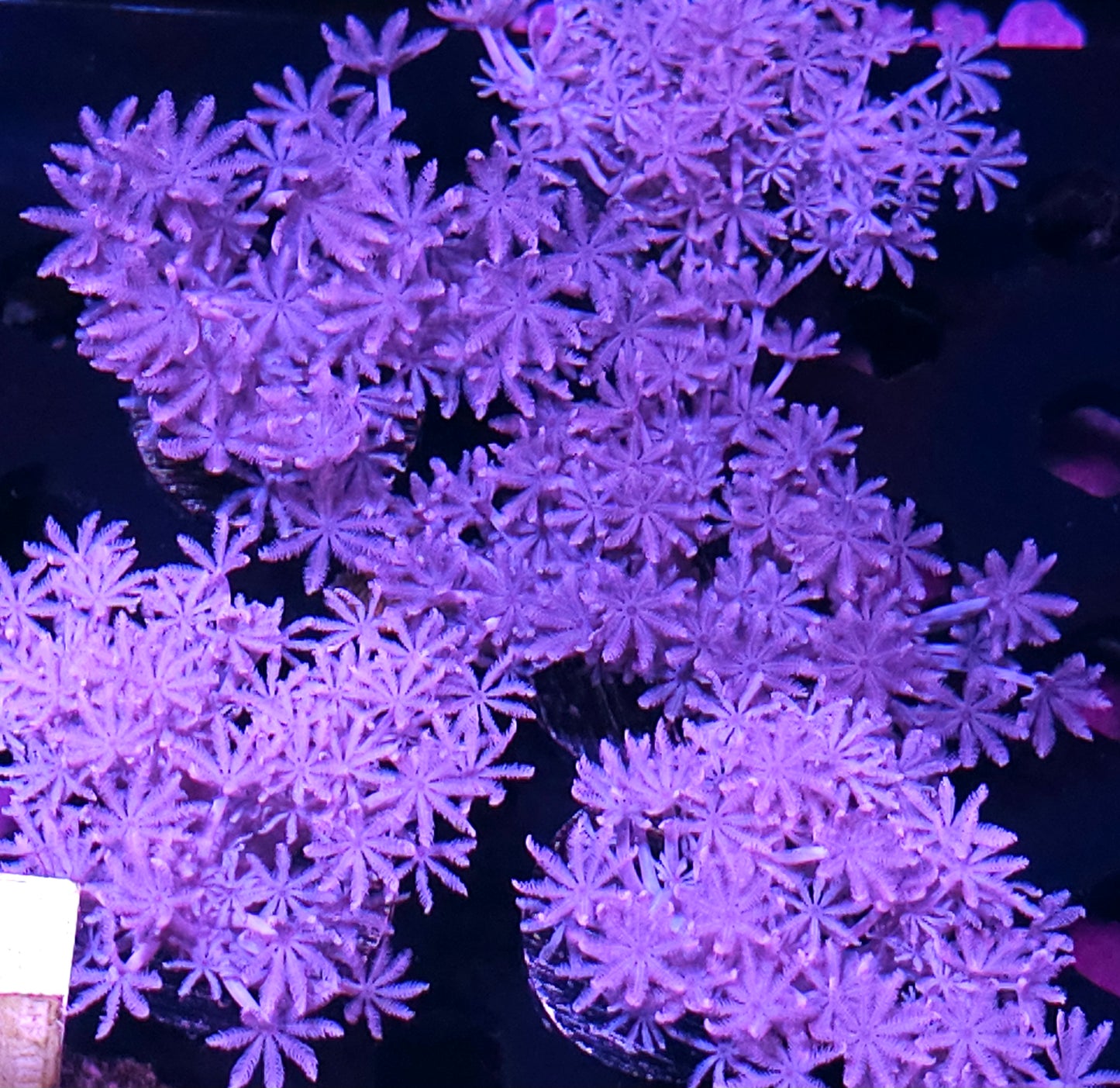 African Blue Pumping Xenia Sm Colony NOT WYSIWYG OUR PICK