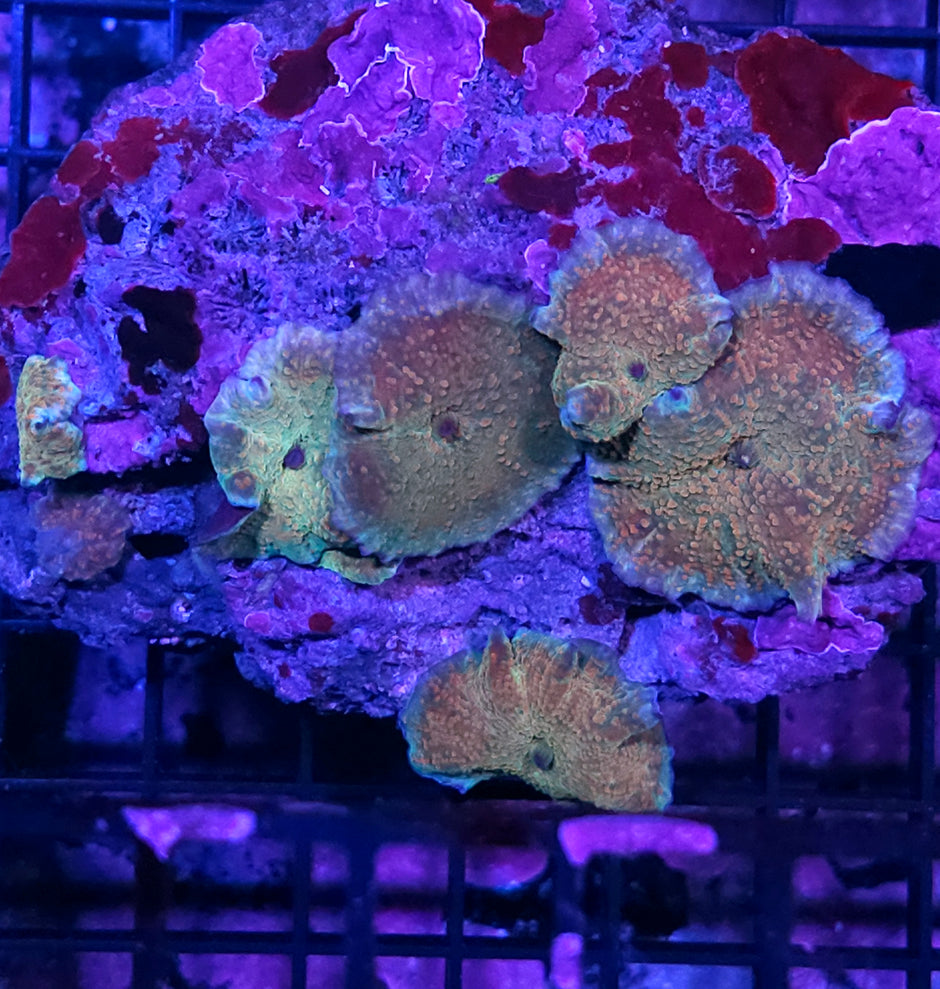 Ayatollah Mushroom Colony